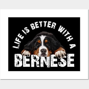 Bernese mountain dog Posters and Art